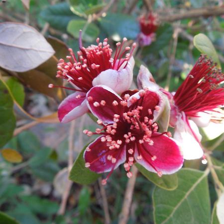 B&B S'Arrosa Antiga Santadi Екстер'єр фото